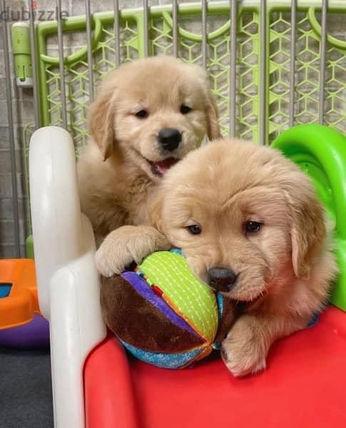 Golden retriever  puppies WhatsApp me +14847189164‬ 0