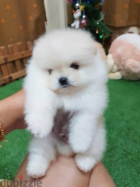 Pomer,anian for sale. WhatsApp me +14847189164‬ 0