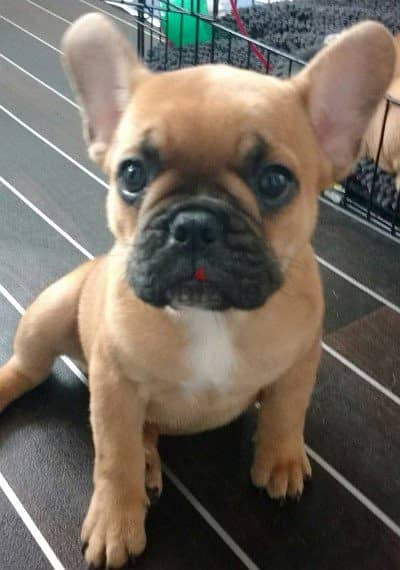 french bulldog puppies for sale +966568971345 0