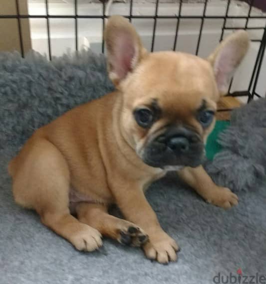 french bulldog puppies for sale +966568971345 1