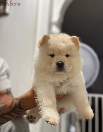 Whatsapp Me +966583921348 Chow Chow Puppies 0