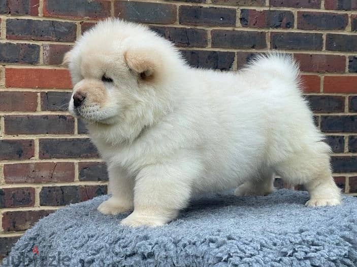 Whatsapp Me +966583921348 Chow Chow Puppies 0