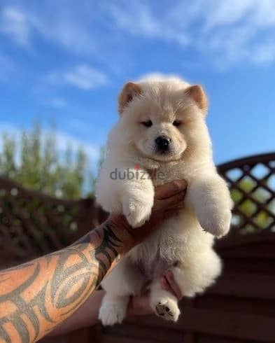 Whatsapp Me +966583921348 Chow Chow Puppies 0