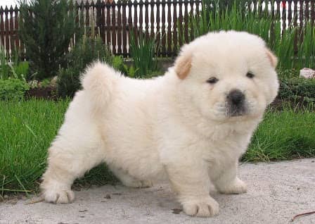 Whatsapp Me +966583921348Chow Chow Puppies 1