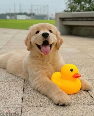 Golden retriever puppy