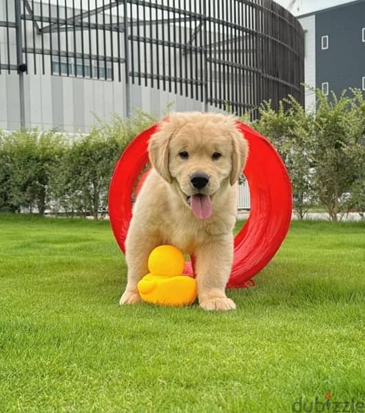 Male Golden Retriever . . WHATSAPP +1 (484)718‑9164‬ 0