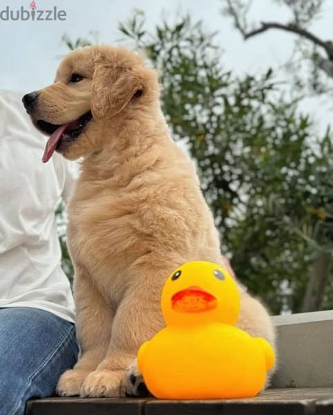 Golden retriever puppy . . WhatsApp me +14847189164‬ 0