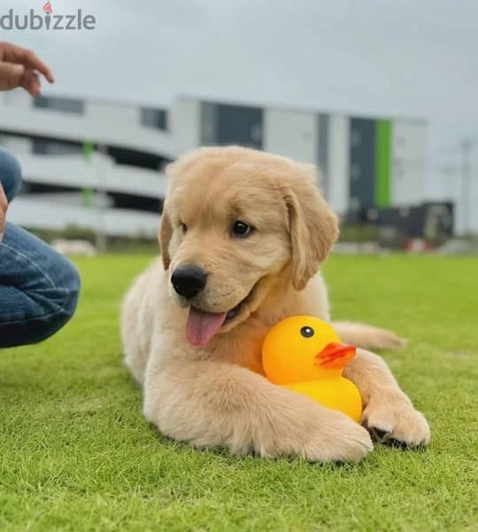 Golden retriever  puppy 0