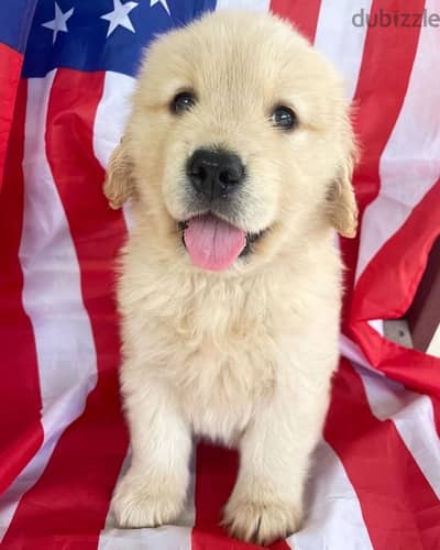 Golden retriever  male puppy