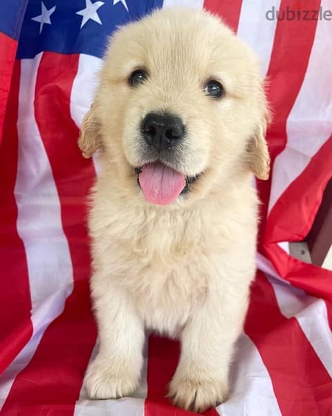 Golden retriever  male puppy 0