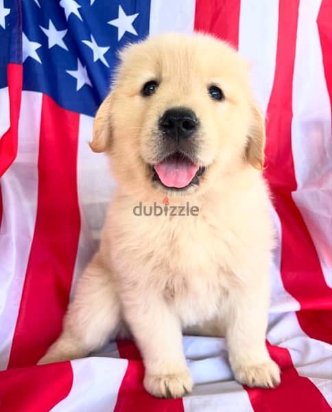 Golden retriever  male puppy 1