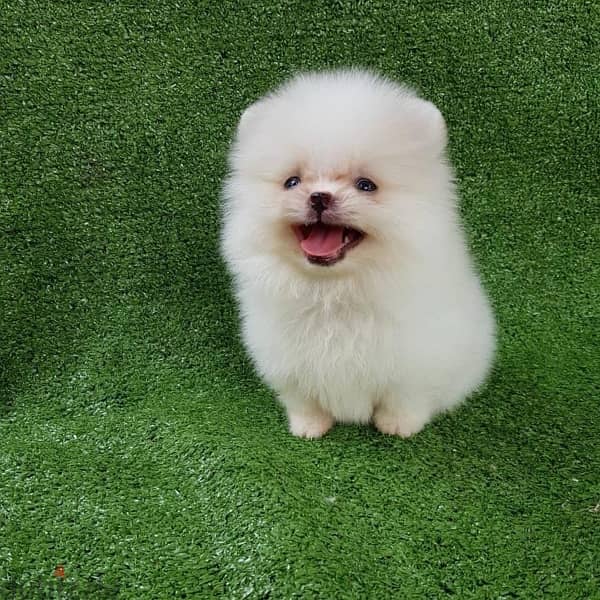 White Poms puppy . . WhatsApp me +14847189164‬ 0