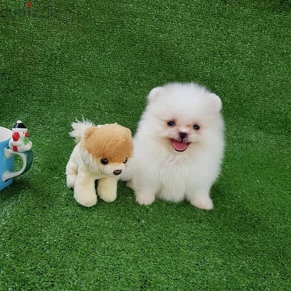 White Poms puppy . . WhatsApp me +14847189164‬ 1