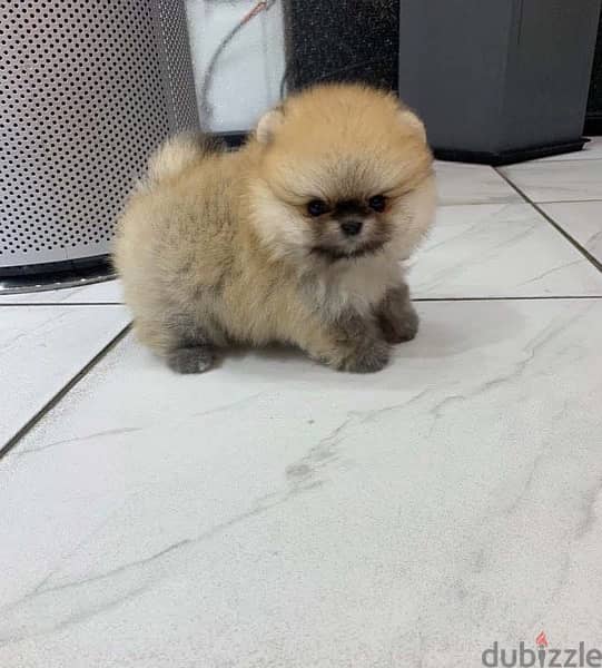 Male Tcup Pom puppy 0