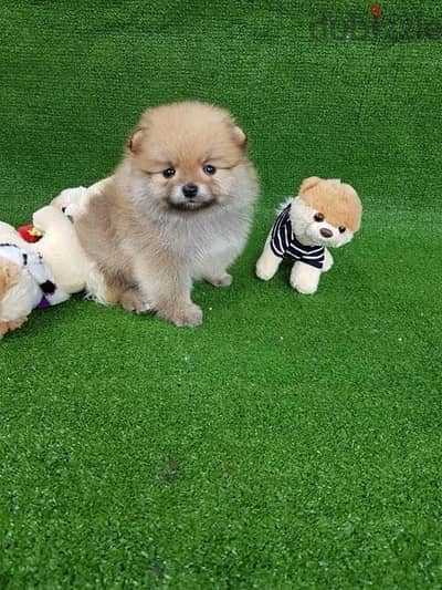 Female Cream pom for sale