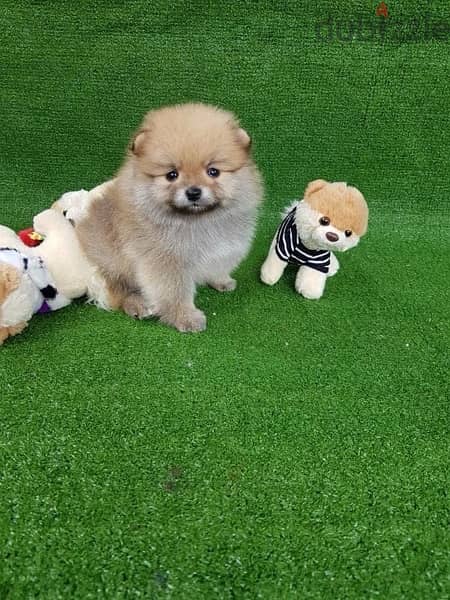 Female Cream pom for sale 0