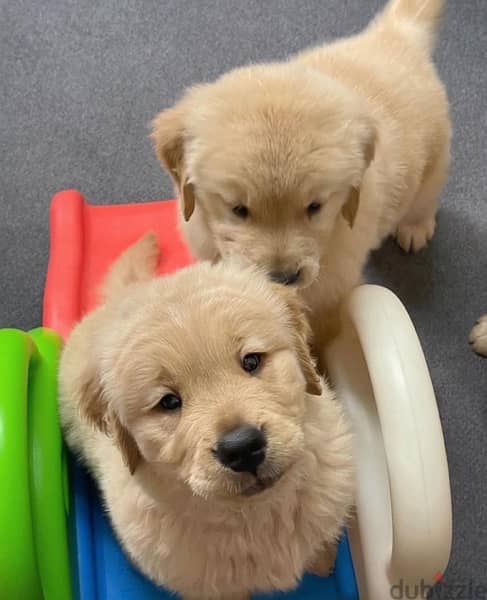 Male & Female Golden Retriever 0