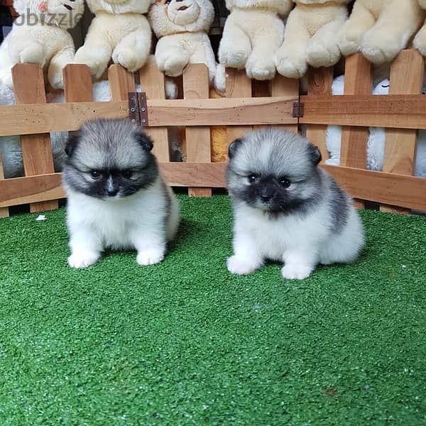 Male & Female Pom puppy’s for sale 0