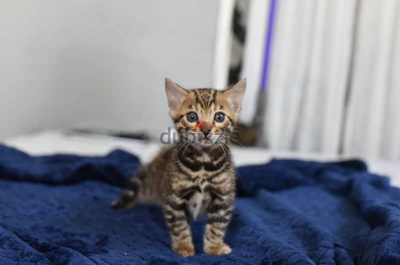 Bengal for sale. . WhatsApp me +14847189164‬ 0