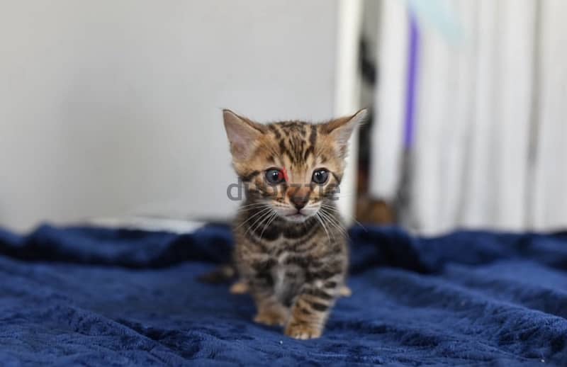 Bengal for sale. . WhatsApp me +14847189164‬ 1