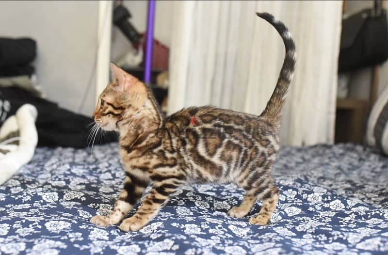 Female Bengal for sale. WhatsApp me ‪ +19087684279‬ 0