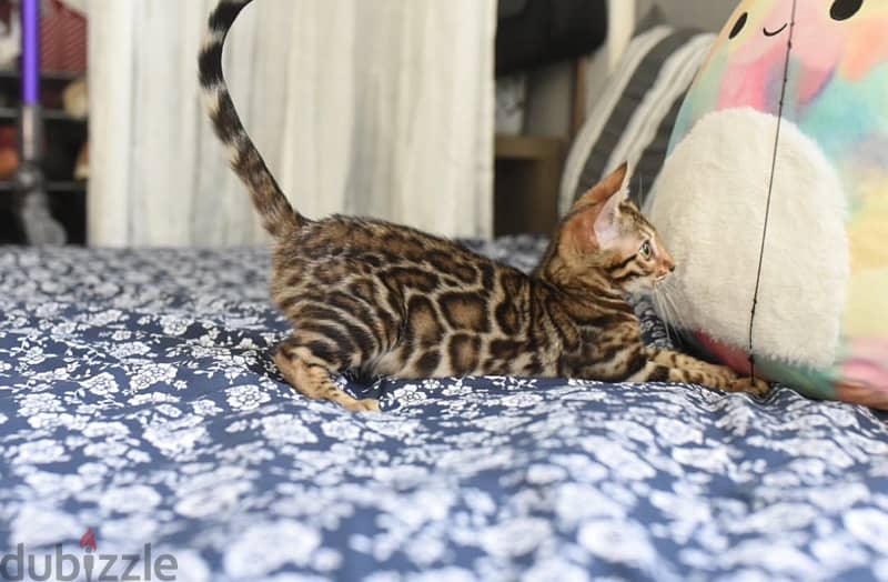 Female Bengal for sale. WhatsApp me ‪ +19087684279‬ 1