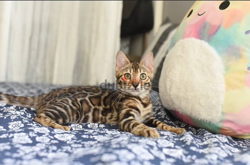 Female Bengal for sale. WhatsApp me ‪ +19087684279‬ 2