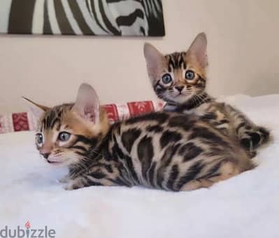 Male & Female Bengal for sale. . WhatsApp me +14847189164‬