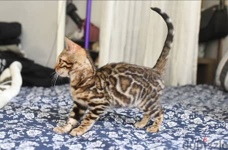 Bengal for sale. WhatsApp me ‪ +19087684279‬