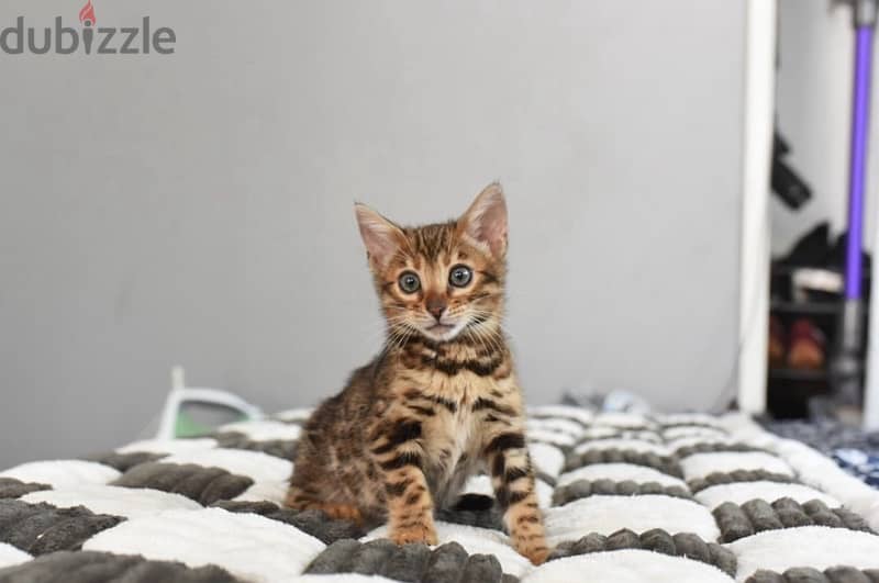 Home Trained Bengal for sale 0