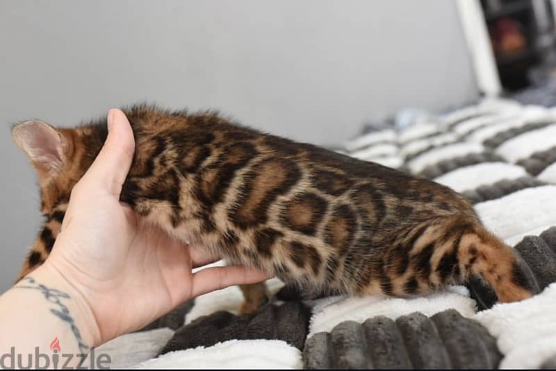 Home Trained Bengal for sale 3