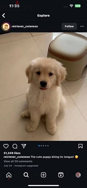 Golden retriever  puppy 0