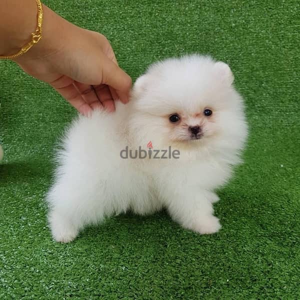 White male pom for sale 1