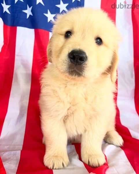 Male Golden retriever  for sale 0