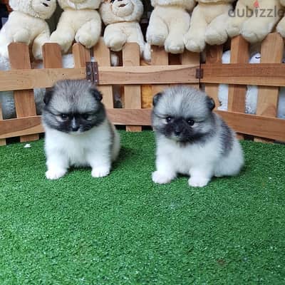 Male & Female Pom puppy’s for sale