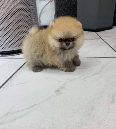 Male Poms puppy for sale