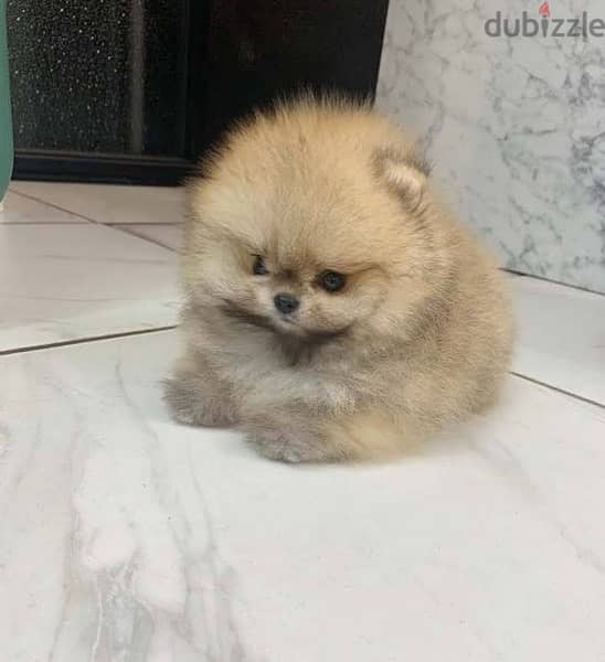 Male Poms puppy for sale 1