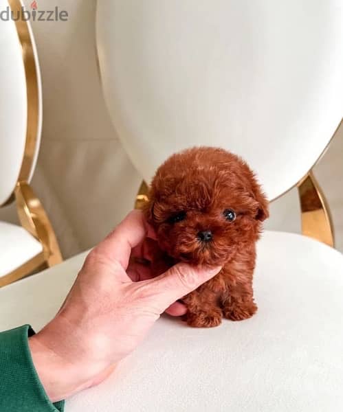 Tcup Poodle puppy for sale 0