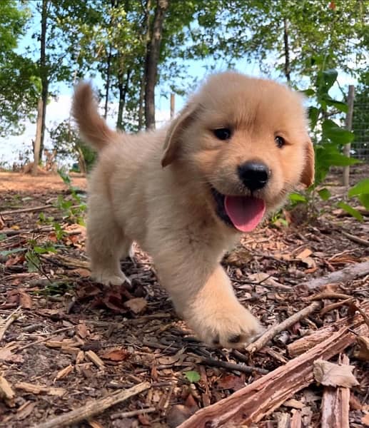 Male Golden Retriever  puppy 0