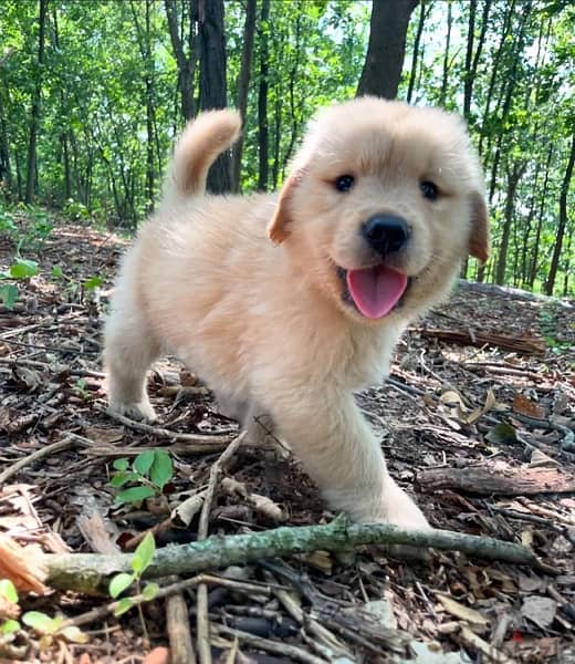 Male Golden Retriever  puppy 1