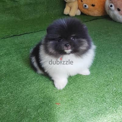 Tcup Pom puppy for sale