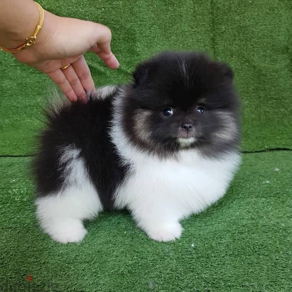 Tcup Pom puppy for sale 1