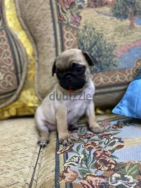 Male Pug puppy 0