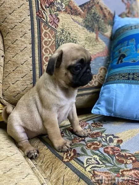 Male Pug puppy 1