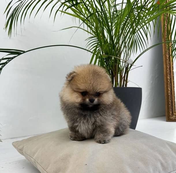 Cream male Poms puppy for sale 0