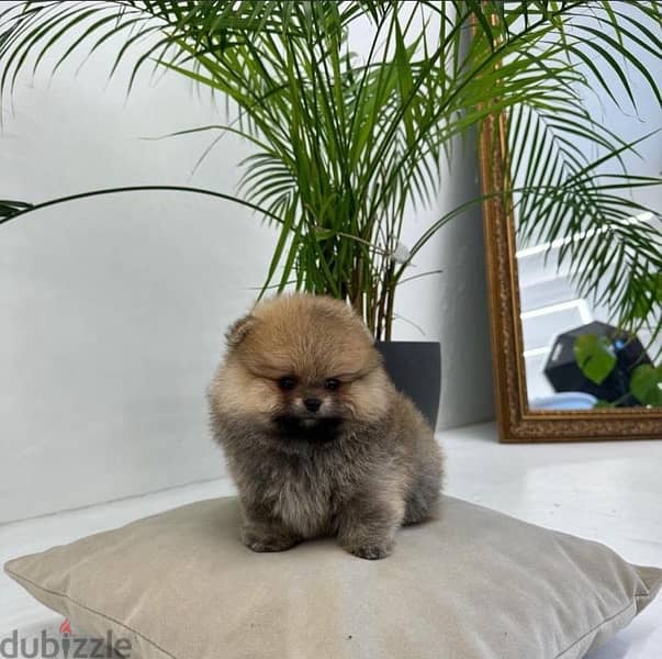 Cream male Poms puppy for sale 1