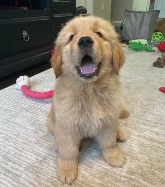 Golden retriever puppy for sale 0