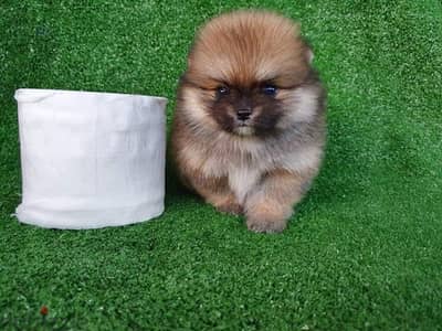 Tcup Pom for sale