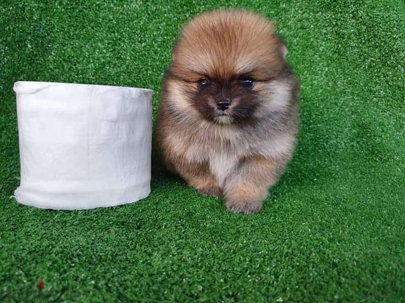 Tcup Pom for sale 0