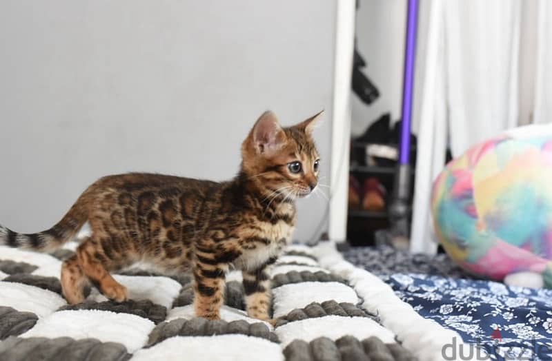 Bengal for sale 0